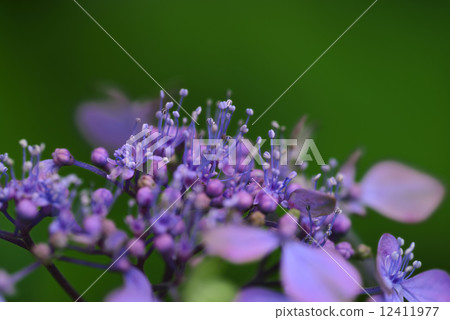 土佐的Akatsuki(繡球花) 土佐的Akatsuki(繡球花) 12411977