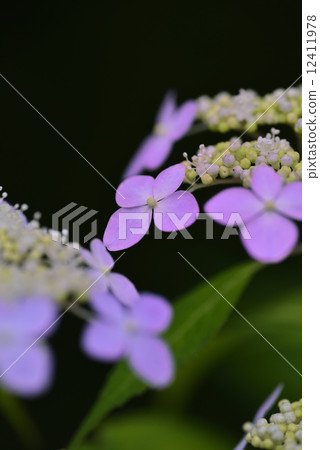 Fudake（繡球花） 12411978