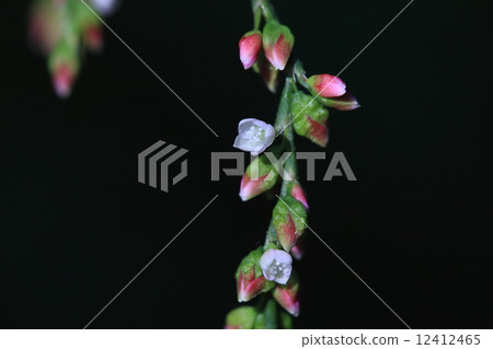 Natural plant Bontctade, because it is not spicy and it does not become spice, "poorness" is poor ... 12412465