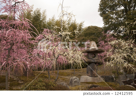 梅花景觀 12412595