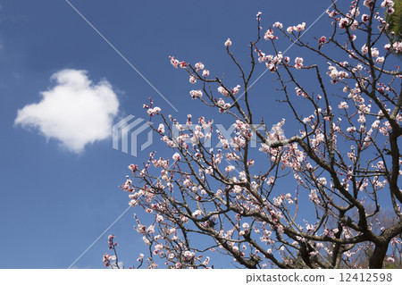 梅花景觀 12412598