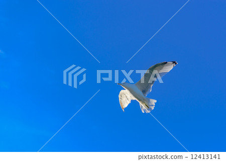 海鷗 12413141
