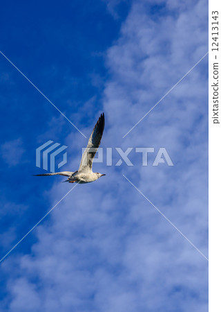 seagull 12413143