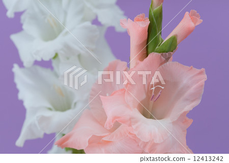 粉紅色的唐菖蒲 粉紅色的唐菖蒲 12413242