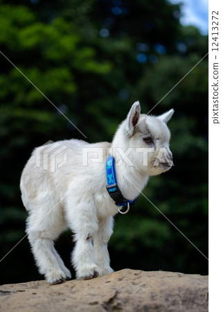 Portrait of child goat 12413272