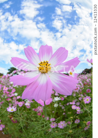 Cosmos field of exhibition Haikyo Cosmos field of exhibition Haikyo 12413330
