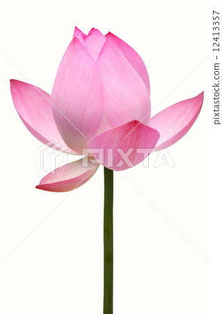蓮花 蓮花 12413357