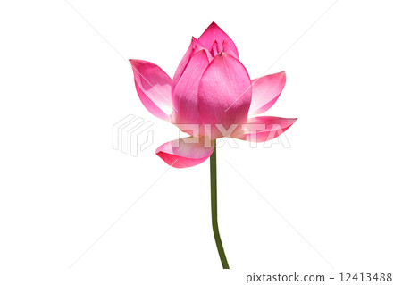 Lotus flower  12413488