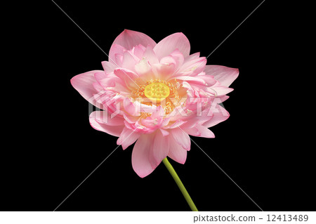 Lotus flower  12413489
