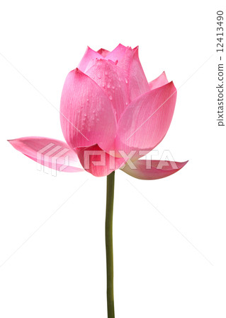 Lotus flower Lotus flower 12413490