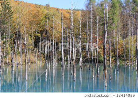 美瑛藍塘北海道令人驚嘆的景色自然秋葉 美瑛藍塘北海道令人驚嘆的景色自然秋葉 12414089