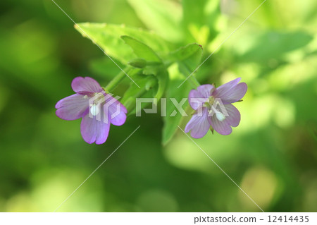 Natural plant It is an inconspicuous flower in the flower of Akambana, Akabane family. The autumn leaves turn red leaves finally become prominent Natural plant It is an inconspicuous flower in the flower of Akambana, Akabane family. The autumn leaves turn red leaves finally become prominent 12414435