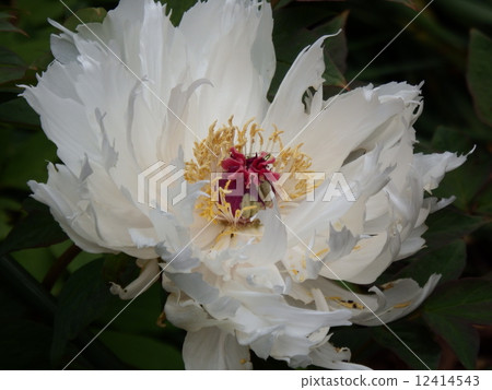 一種牡丹花,花瓣非常細膩。 一種牡丹花,花瓣非常細膩。 12414543