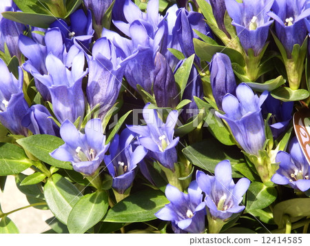 在擁擠的綻放的藍色龍膽花。 12414585