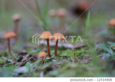 在您的花園，Hinano Hiigasa生長的蘑菇 12414906