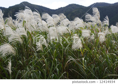 Suzuki 03 Suzuki 03 12414934