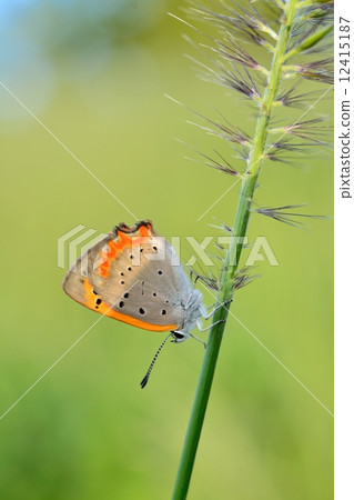 Bennisimi Bennisimi 12415187