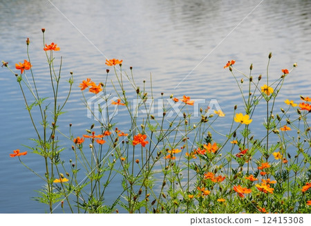 Sulfur Cosmos or Yellow Cosmos 12415308