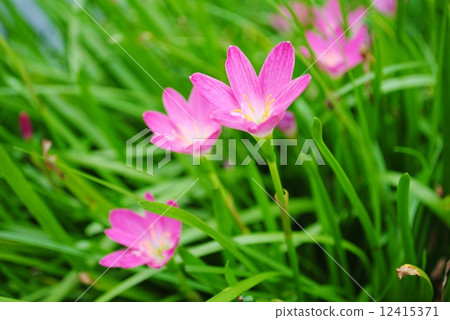 rain lily pink flowers rain lily pink flowers 12415371