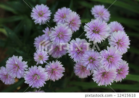 Peacock aster double-bloom 12415618