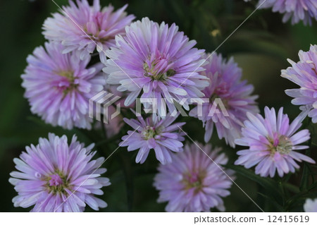 Peacock aster double-bloom 12415619