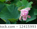 Blooming pink lotus flower and green leaf in the swamp 12415993