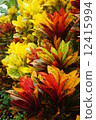 Orange and red leave of Croton plant 12415994