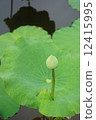 Budding green lotus flower and leaf in the swamp 12415995