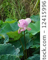Blooming pink lotus flower and green leaf in the swamp 12415996