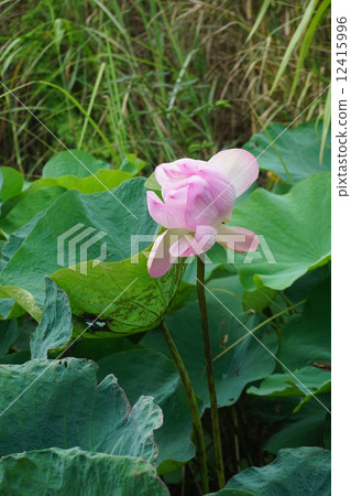 Blooming pink lotus flower and green leaf in the swamp Blooming pink lotus flower and green leaf in the swamp 12415996