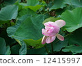Blooming pink lotus flower and green leaf in the swamp 12415997