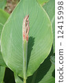 Budding Canna or Indian shot flower and leaf 12415998