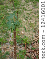 Tapioca sapling grow on soil in the plantation 12416001