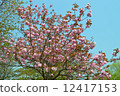 雙櫻花 12417153