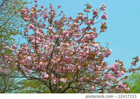 Double cherry blossoms 12417153