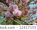 雙櫻花 12417155