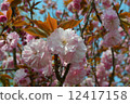 雙櫻花 12417158