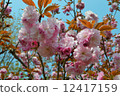 雙櫻花 12417159