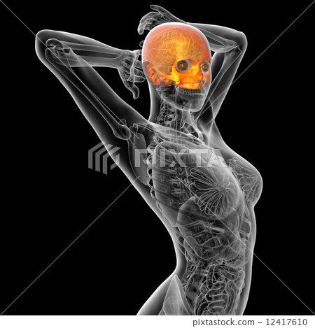 3d render medical illustration of the human skull 3d render medical illustration of the human skull 12417610