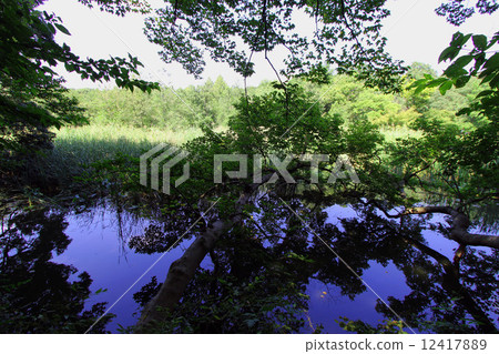 Shakujii公園 12417889