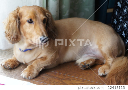 Miniature Duck Fund 12418113