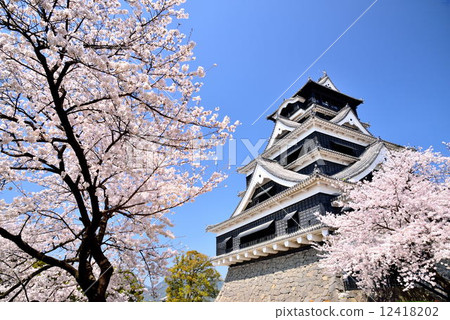 春天的熊本城堡 12418202