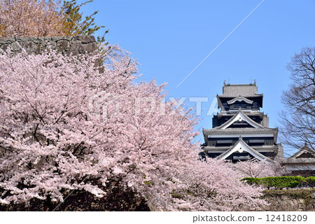 春天的熊本城堡 12418209