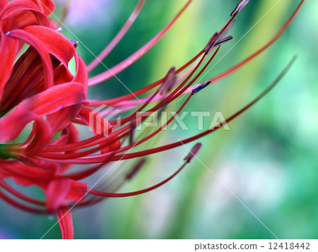 Cluster amaryllis Cluster amaryllis 12418442