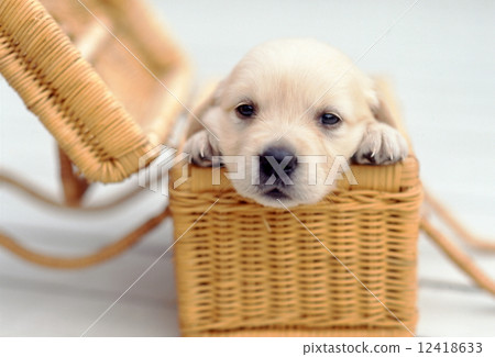 Cute little puppy Cute little puppy 12418633