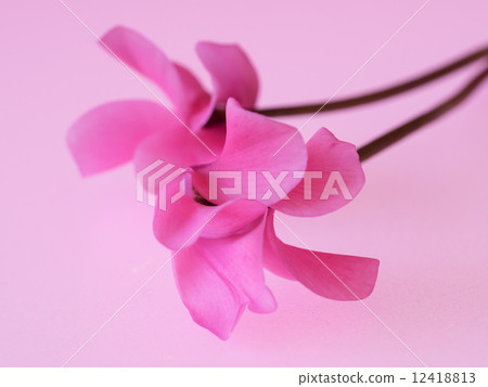 粉紅色的紅色紫色仙客來 粉紅色的紅色紫色仙客來 12418813