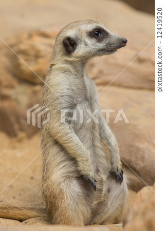 Meerkat or Suricate, Suricata suricatta Meerkat or Suricate, Suricata suricatta 12419520