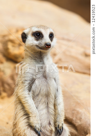 Meerkat or Suricate, Suricata suricatta Meerkat or Suricate, Suricata suricatta 12419523