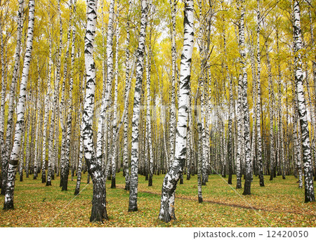 October autumn birch grove 12420050