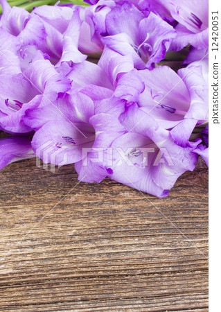 gladiolus flowers gladiolus flowers 12420051